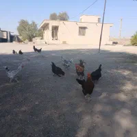 مرغ و خروس|حیوانات مزرعه|بندرعباس, |دیوار