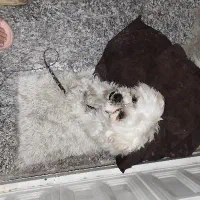 گمشده|حیوانات|یزد, |دیوار