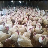 بوقلمون ارگانیک تحویل درب منزل بدون هزینه ارسال