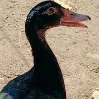 اسراییلی نر وماده