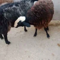 فروشی فوری سه عدد قوچ|حیوانات مزرعه|تاکستان, |دیوار