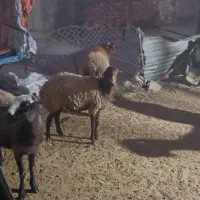 گوسفند میش شیشک|حیوانات مزرعه|اسلامآباد غرب, |دیوار