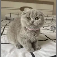 حامی گربه اسکاتیش با تضمین خوشبخت کردنش