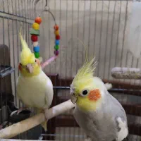 جفت عروس هلندی همراه با قفس|پرنده|تهران, وحیدیه|دیوار