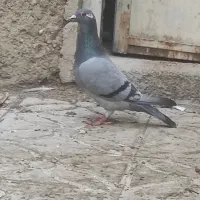 ماده مسافتی