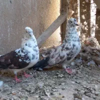 فروش کبوتر به صورت یکجا