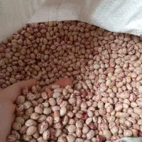 لوبیا چیتی / تامین مستقیم از کشاورز/تضمین کیفیت