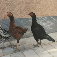 مرغ نسل دار|حیوانات مزرعه|سراوان, |دیوار