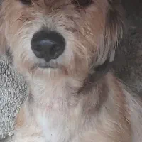 سگ پاکوتاه