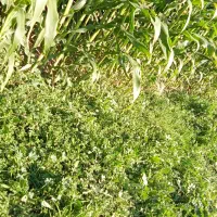پیچ زدن شیروانی سوله