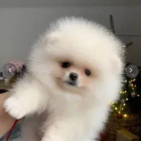 سگ های پامر جیبی