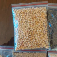 غذای دام و طیور گندم  ذرت  ماش  گاودانه  تخم جارو