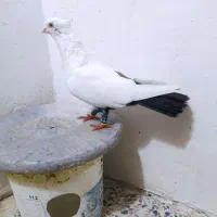 نر دم سیاه کاکلی