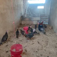 بوقلمون