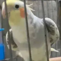 گمشده عروس هلندی مژدگانی