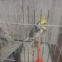 عروس هلندی|پرنده|تربت جام, میرقوام الدین|دیوار