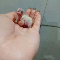 جوجه عروس سرلاکی ۱۰ روزه