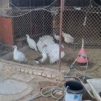 بوقلمون|حیوانات مزرعه|گرمسار, |دیوار