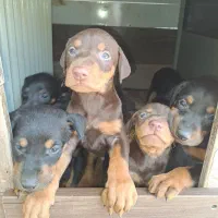 دوبرمن پینجر