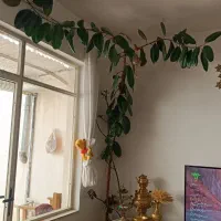 گل فیکوس شاداب وسرحال