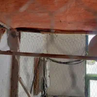 مرغ عشق|پرنده|بندر ترکمن, |دیوار