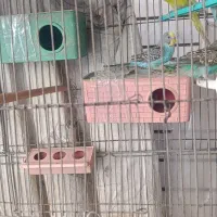 مرغ عشق|پرنده|اصفهان, جلفا|دیوار