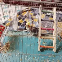 عروس هلندی|پرنده|کوهبنان, |دیوار