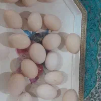 تخم مرغ محلی