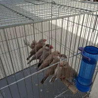 فنچ نرگسی مصری بهترین نوع شکلاتی