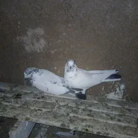 کبوتر|پرنده|کوهدشت, |دیوار