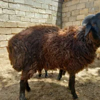 یک بره بفروش می‌رسد +یه کره