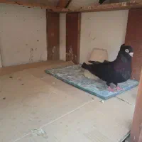 قفس|لوازم جانبی حیوانات|پیر بکران, |دیوار