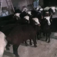 بره نر