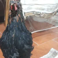 مرغ سیاه ۶ماهه|حیوانات مزرعه|گلستان (تهران), |دیوار