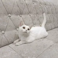 گربه نر برینیش ۷ ماهه