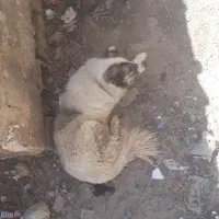 واگزاری سگ ادمی