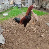 مرغ و خروس لاری