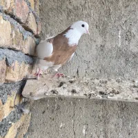 طوقی زرد|پرنده|بهار, |دیوار