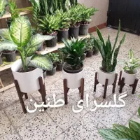 4تا پایه گل 4تا گلدون سفید|گل و گیاه طبیعی|مشهد, طلاب|دیوار