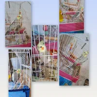 عروس هلندی نروماده