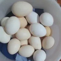 تخم مرغ