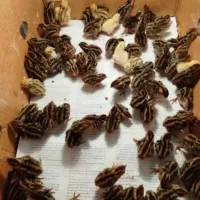 فروش حدود ۱۰۰عدد جوجه بلدرچین ۵روزه