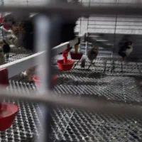 قفس ۳ طبقه مخصوص تمام پرندگان