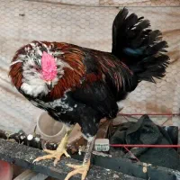 جوجه خروس گلین