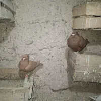 کبوتر زرد وسرخ