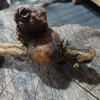 وسایل قدیمی و جدید دیگر هم موجود هست|کلکسیون اشیاء عتیقه|شیراز, کوشک بیدک|دیوار