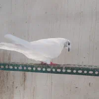 ماده کله ی|پرنده|اصفهان, خوراسگان|دیوار