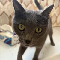 گربه ماده اسکاتیش