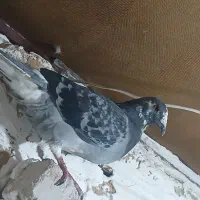 پرنده