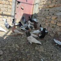 شهری بهبونی|پرنده|مرودشت, کناره|دیوار